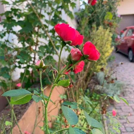 דירה Ferienwohnung-brunken-rust